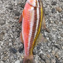 アジ探し@中紀~南紀