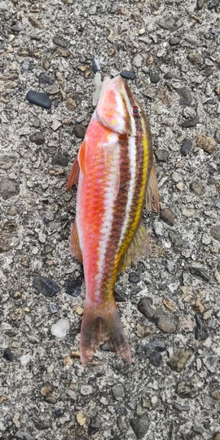 アジ探し@中紀~南紀