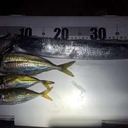 カゴ釣りでまさかの…