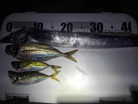 カゴ釣りでまさかの…