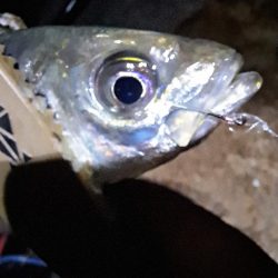 サバ多めのカゴ釣り