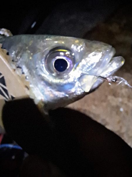 サバ多めのカゴ釣り