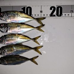 いつもと違う魚影