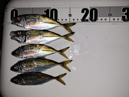 いつもと違う魚影