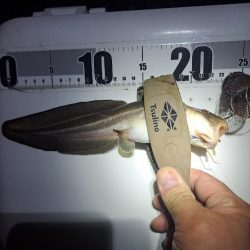 太刀魚不在でサビキ釣り