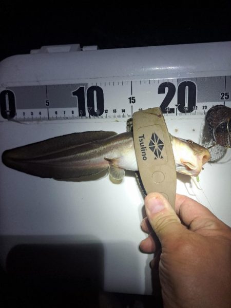 太刀魚不在でサビキ釣り