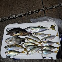 雨でも魚影濃いカゴ釣り