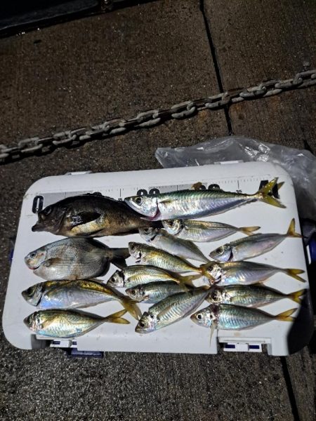 雨でも魚影濃いカゴ釣り