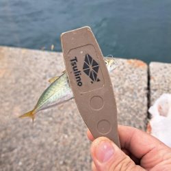 忍耐のカゴ釣り