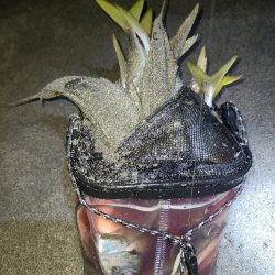 激アツサーフアジン