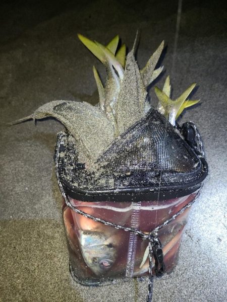 激アツサーフアジン