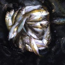 今夜も好調アジング