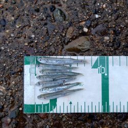 サゴシ、ツバス