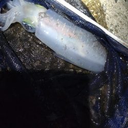 障泥烏賊2杯！胴20センチ！？