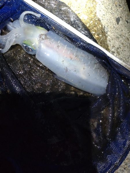 障泥烏賊2杯！胴20センチ！？