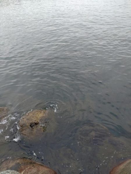 夕マズメになんとかアオリ