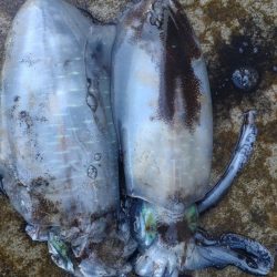 水橋でエギング！アオリ2杯