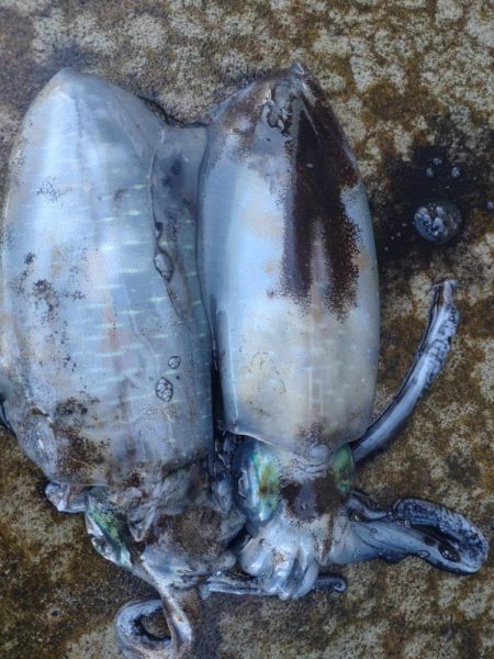 水橋でエギング！アオリ2杯