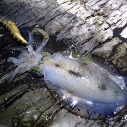 夜通しエギング