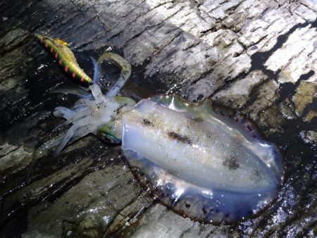 夜通しエギング