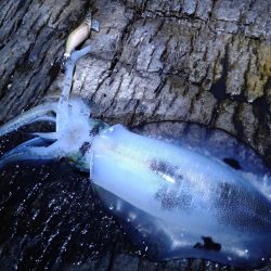 荒れ後のエギング