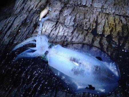 荒れ後のエギング