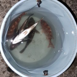 秋の夜長の五目釣り