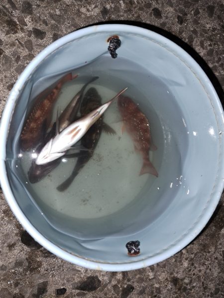 秋の夜長の五目釣り