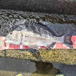 チヌとメッキが釣れました!