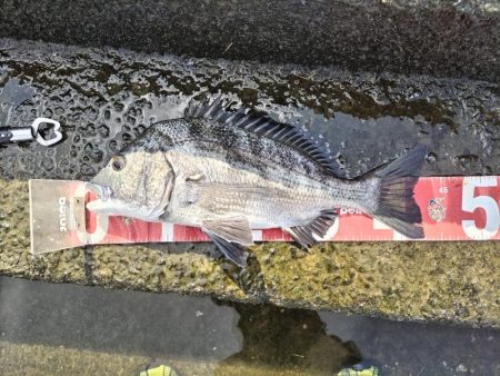 チヌとメッキが釣れました!