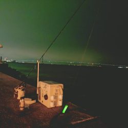 太刀魚サイズ調査