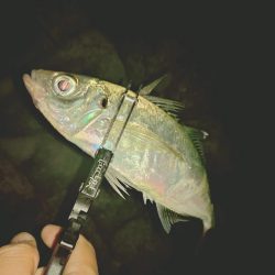久しぶりのフロートアジング🎣