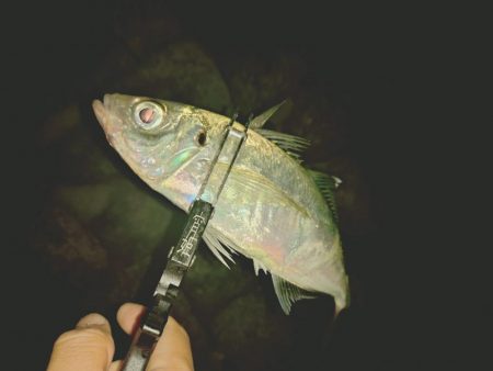 久しぶりのフロートアジング🎣