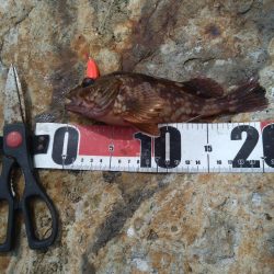 ハモ、グレ、ガシラ