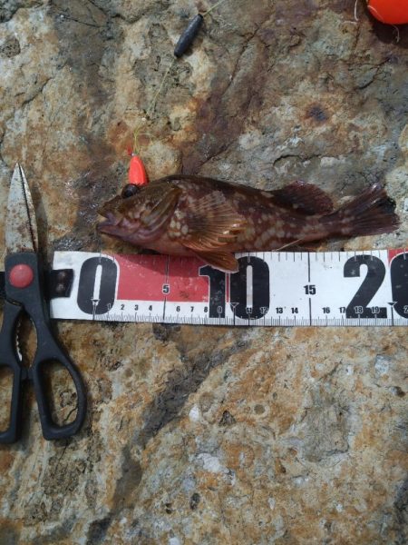 ハモ、グレ、ガシラ