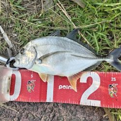 マゴチとメッキ釣れました!