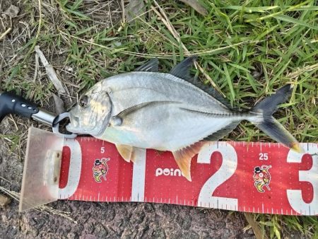 マゴチとメッキ釣れました!