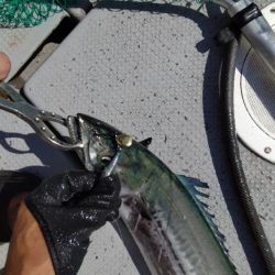 今季初のライトジギング