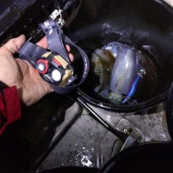 ティップラン苦戦！