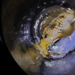 秋の深まりティップラン