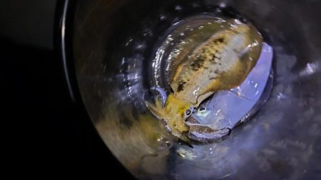 秋の深まりティップラン