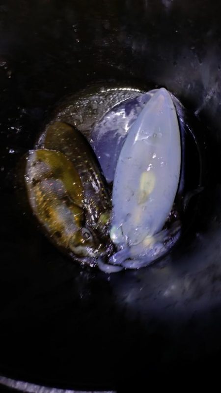 サイズアップティップラン