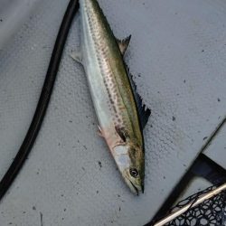 今季2度目のライトジギング