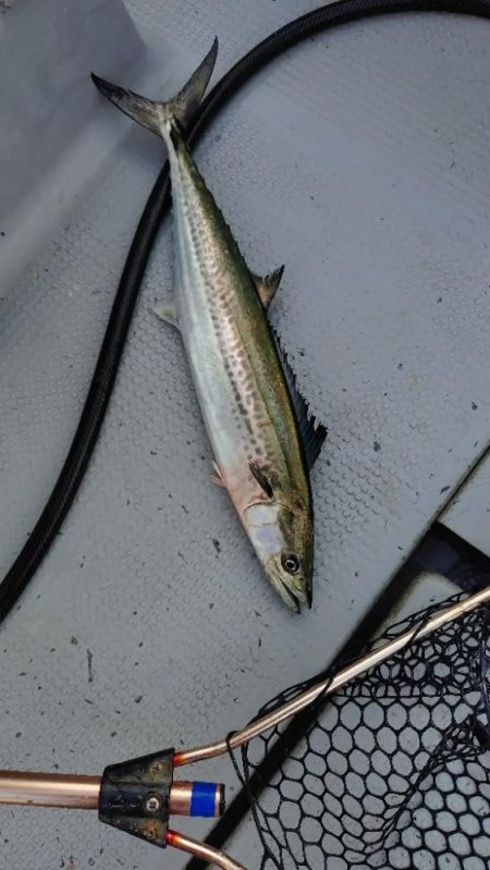 今季2度目のライトジギング