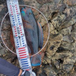 和歌山市江（吉丸渡船）でグレ釣り