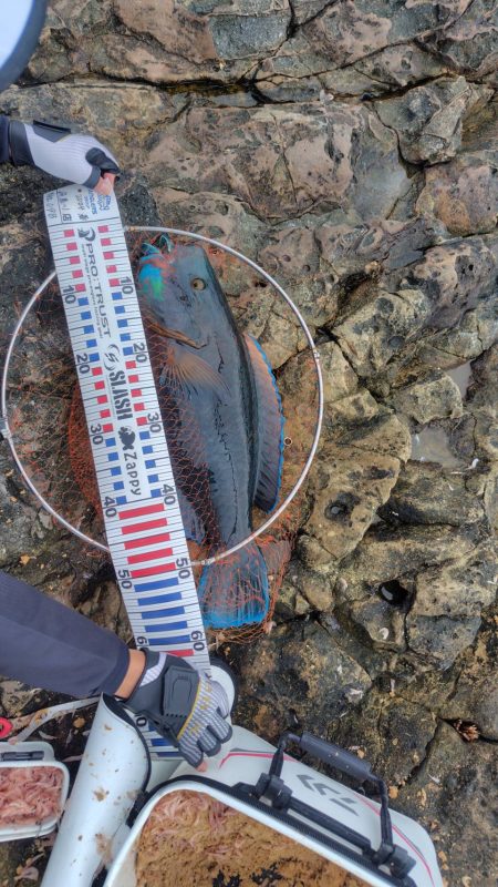 和歌山市江（吉丸渡船）でグレ釣り