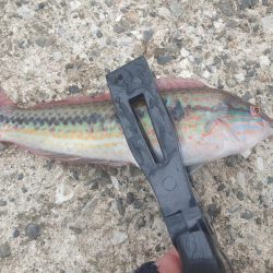 フカセ釣りで強烈な引き！