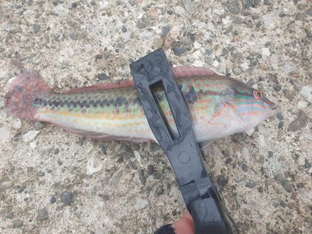 フカセ釣りで強烈な引き！