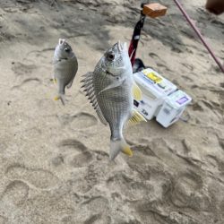 大会の下見で釣ってみました