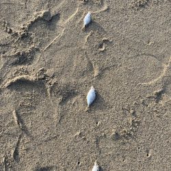 チーム主催の大会を実施しました